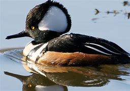 Image result for Standing Hooded Merganser