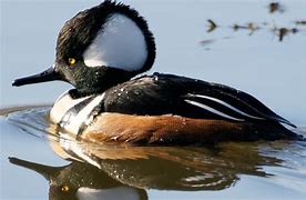 Image result for Hooded Merganser Duck Flying