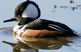 Image result for Hooded Merganser Black and White