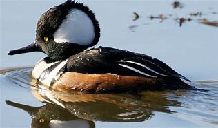 Image result for Hooded Merganser Fskeleton