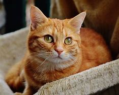 Image result for Orange Tabby Cat Big Stock