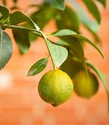 Image result for Citrus Limetta