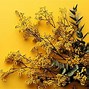 Image result for Yellow Wall BG