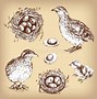 Image result for Quail Pixabay ABC