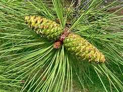 Image result for Pine