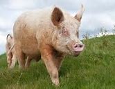 Image result for Large White Swine