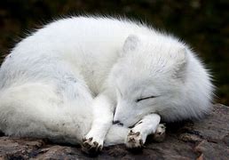 Image result for Arctic Fox HD