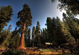 Image result for Sequoia National Park Views