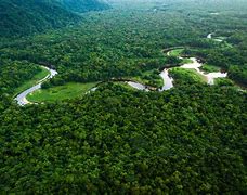 Image result for Jungle around the World