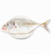 Image result for King Fish Tilapia