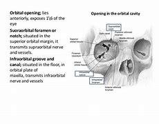 Image result for Orbit Anatomy PPT