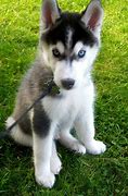 Image result for Siberian Husky