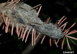 Image result for Douglas Fir Tussock Moth