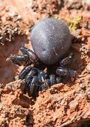 Image result for New Mexico Trapdoor Spider