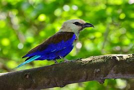 Image result for Blue-Bellied Roller