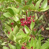 Image result for Mastic Plant