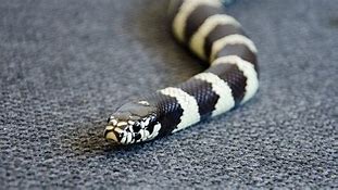 Image result for Snake Black and White Photography