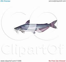 Image result for Blue Catfish Ictalurus Furcatus