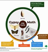 Image result for Bird Seed Moth Life Cycle