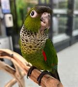 Image result for Black-headed Conure