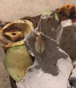 Image result for Albino Cricket