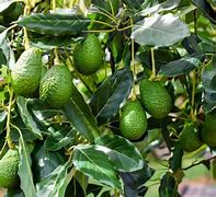 Image result for Avocado Tree in India