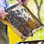 Image result for DIY Bee Hive