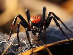 Image result for Venomous Tarantula