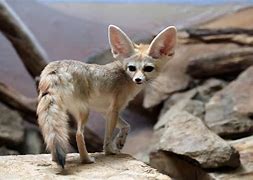 Image result for Top 10 Rare Animals