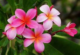 Image result for Rare Exotic Flowers Pink