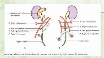 Image result for Ureter Segments