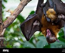 Image result for baby bat care