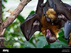 Image result for Sugar Baby Bat