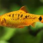 Image result for Rose Fish