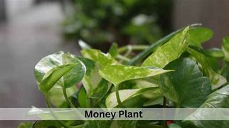 Image result for Money Plant Succulent