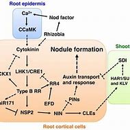 Image result for Auxin Cytokinin Soybean Nodule