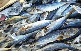 Image result for Galunggong Fish