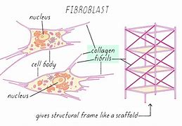 Image result for Fibroblast Drawing