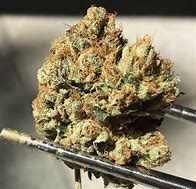 Image result for OG Kush Indica