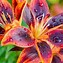 Image result for Wild Lily