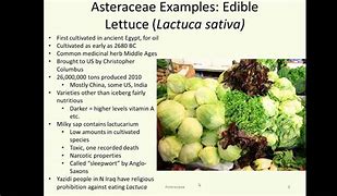 Image result for Asteraceae