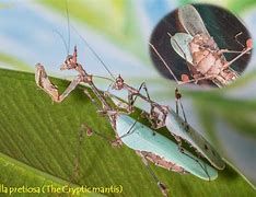 Image result for Skittish Mantis