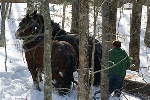 Image result for Draft Horse Logging