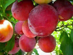 Image result for Candy Rosa Plum