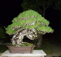 Image result for Bonsai at Night