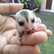 Image result for Adorable Sugar Glider