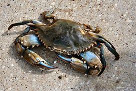 Image result for Blue Crab in Container