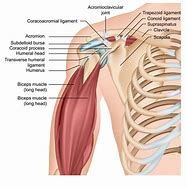 Image result for Shoulder