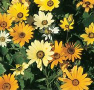 Image result for African Daisy Sprouts