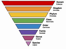 Image result for Taxonomy Classification Chart